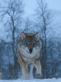 Le Règne animal